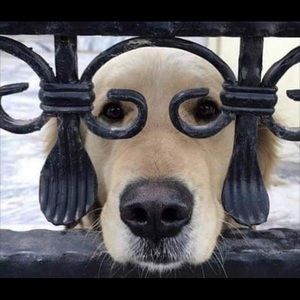 Meet your Posher, Pat